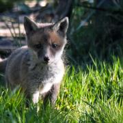 Nick Stinger Nett fox cub in garden