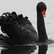 The Coate Water black swan