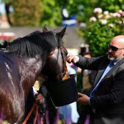 Marlborough-trained horse narrowly misses out on Gold Cup history