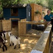 Lisa Stevenson and Katherine Aldridge with pygmy goats Domino, Thor and Bourbon at Orchid Care Home.
