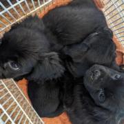 The three puppies were found abandoned near a pile of rubbish in Wiltshire.