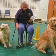 Angela Richens has been working with dogs for around 30 years.