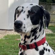 Several dogs will be attending the walk including four-year-old Dalmatian Isla.