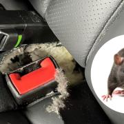 The rat chewed through the seats and cables in Amanda's car overnight