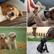Most vulnerable dogs in the UK to theft and how to protect them
