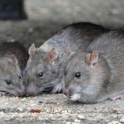Data points to a decline in the rat population in Swindon but a local pest control business owner begs to differ.