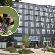 Bees move into Zurich building