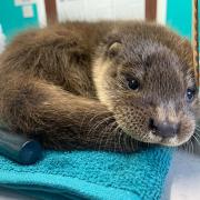 RSPCA Oak and Furrows received a baby otter after the distressed animal approached a group of children