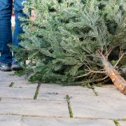 Some households in Swindon might struggle to dispose of their tree this Christmas.