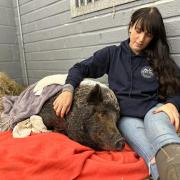 Goatacre Animal Sanctuary owner Emma Daltrey with poorly pig Chunk last year