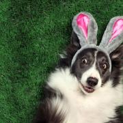 One vet practice in Swindon revealed it saw a 95 per cent increase in visits last Easter weekend