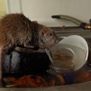 There are more rats and other pests in Swindon homes than last year (stock photo)