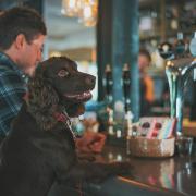 Dog visiting the pub