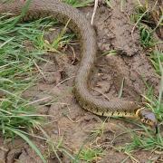 A grass snake captured on video in Swindon
