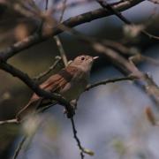 Nightingale Luscinia megarhynchos, side view on branch. Picture by the RSPB.