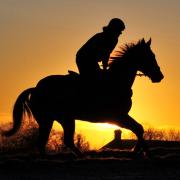 Equine flu outbreak grinds horse racing to a halt - Marlborough trainer Emma Lavelle reacts