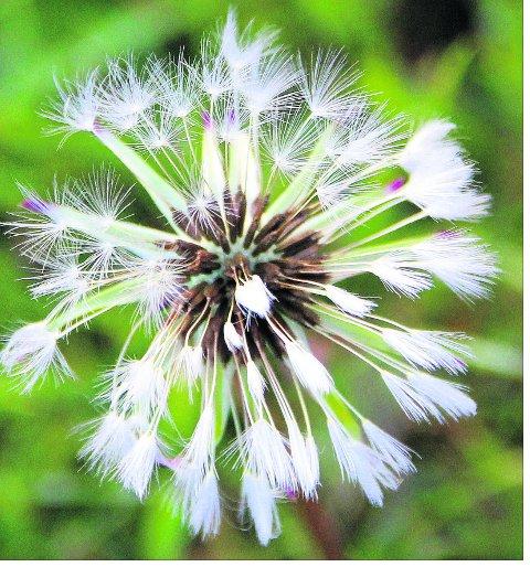 Swindon Advertiser's readers get snap happy when they are out and about
Dandelion seed head waiting for a breeze Picture: KEVIN JOHN STARES
