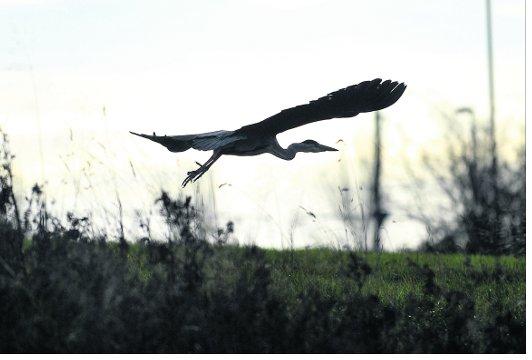 Swindon Advertiser's readers get snap happy when they are out and about
A Heron flying over the Wilts and Berks Canal.
Picture: JAMES DOUGLAS
