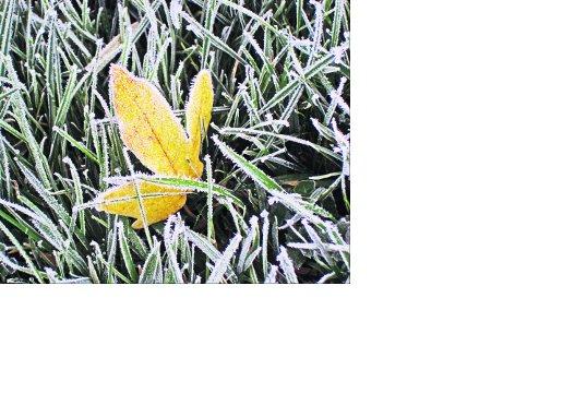 Swindon Advertiser's readers get snap happy when they are out and about
A leaf in the frost 
Picture: Alex Dixon 