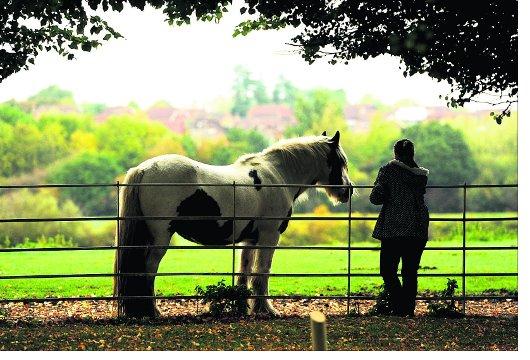 Swindon Advertiser's readers get snap happy when they are out and about
Spending time with a horse at Lydiard Park.
Picture: James Douglas