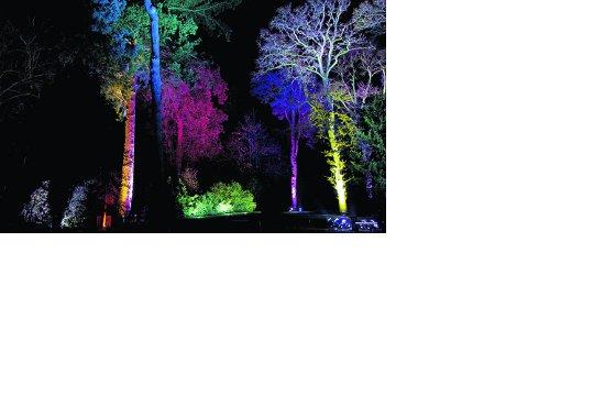 Swindon Advertiser's readers get snap happy when they are out and about
All lit up...Westonbirt arboretum
Picture: Andy Styles
