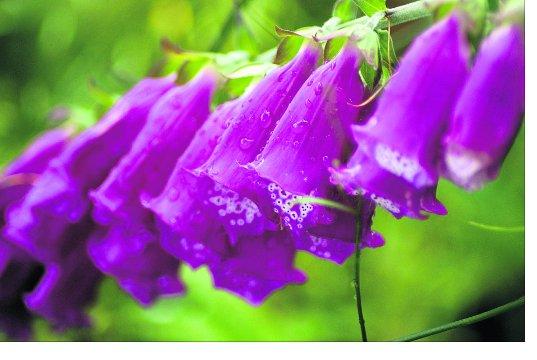 Swindon Advertiser's readers get snap happy when they are out and about
Foxgloves after the rain 
Picture: Andrew Jarvis