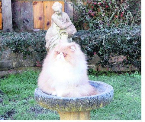 Swindon Advertiser's readers get snap happy when they are out and about
A strange bird landed in our birdbath
Picture: Jean Bowsher