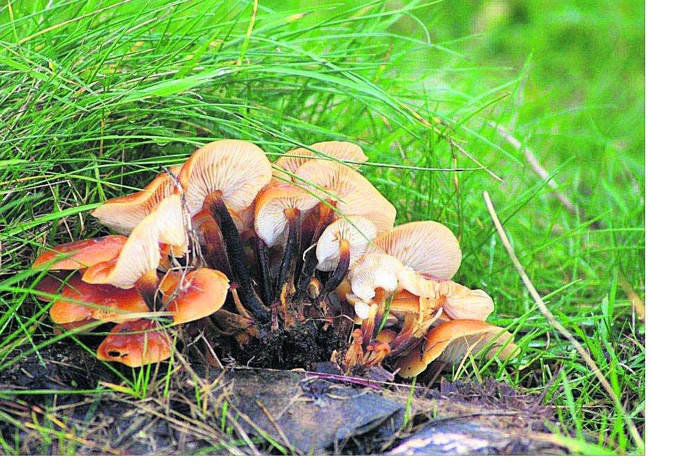 Swindon Advertiser's readers get snap happy when they are out and about
Fungus growing on a tree stump at Coat Water
Picture: Paul Matthews