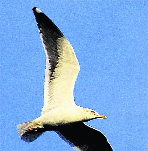 Swindon Advertiser's readers get snap happy when they are out and about
A seagull flies over Park South
Picture: Kevin john Stares