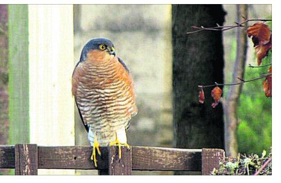 Swindon Advertiser's readers get snap happy when they are out and about
A male sparrowhawk on the lookout in Stratton.

Picture: Barry Odey