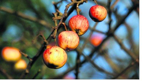 Swindon Advertiser's readers get snap happy when they are out and about
Crab apples still hanging in there
Picture: William Bryan