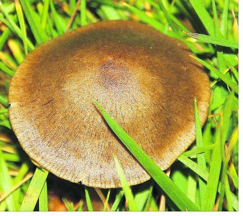 Swindon Advertiser's readers get snap happy when they are out and about
Winter Fungi at the Polo Ground
Picture: KEVIN JOHN STARES 
