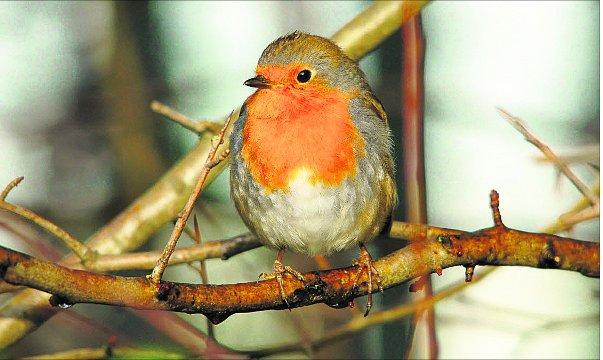 Swindon Advertiser's readers get snap happy when they are out and about
A robin looking bright on a branch
Picture: William Bryan