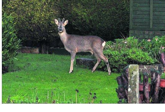Swindon Advertiser's readers get snap happy when they are out and about
Morning visitor to a Purton garden
Picture: PEARL LAIT 
