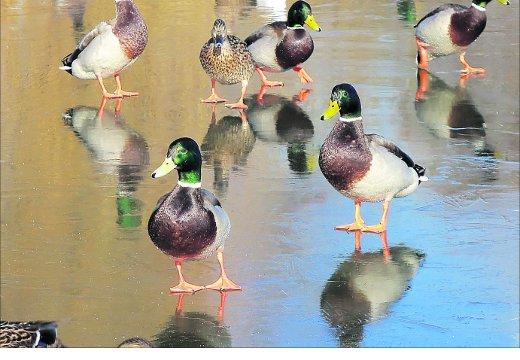 Swindon Advertiser's readers get snap happy when they are out and about
Ducks get to grips with the ice on Liden Lagoon
Picture: Baz Fisher