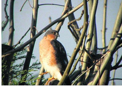 Swindon Advertiser's readers get snap happy when they are out and about
A male sparrowhawk taken in a garden in Wroughton
Picture: F Wilkinson