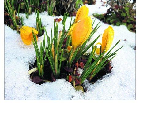 Pictures snapped by readers of the Swindon Advertiser.
Crocuses bursting through the 
recent snowfall in Purton
Picture: Tim Keen.