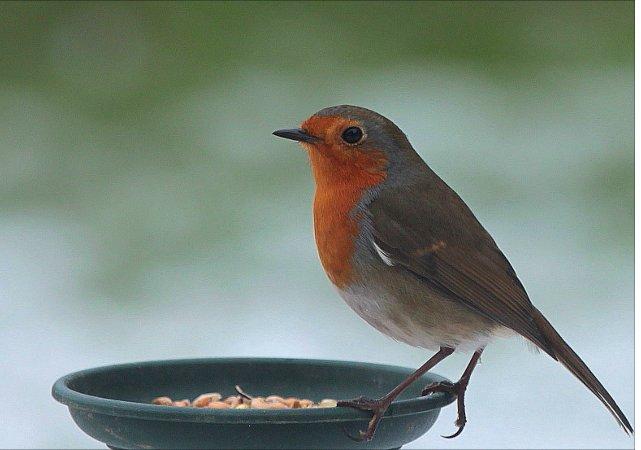 Pictures snapped by readers of the Swindon Advertiser.
A picture of a robin on a feeder in my back garden during the cold weather
Picture: Dave Yeates