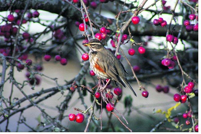 Pictures snapped by readers of the Swindon Advertiser.
Redwing in a cherry tree in a West Swindon front garden
Picture: Harry Rock 