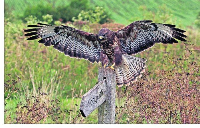 Pictures snapped by readers of the Swindon Advertiser.
Buzzard at a bird sanctuary in Gloucester.
Picture: Andy Styles 