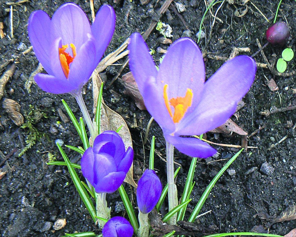 Pictures snapped by readers of the Swindon Advertiser.
Spring crocuses along Marlborough Lane in Old Town
Picture: Kevin John Stares