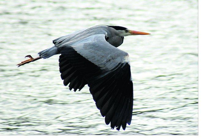 Pictures snapped by readers of the Swindon Advertiser.
Heron at Coate Water
Picture: Neil Herbert