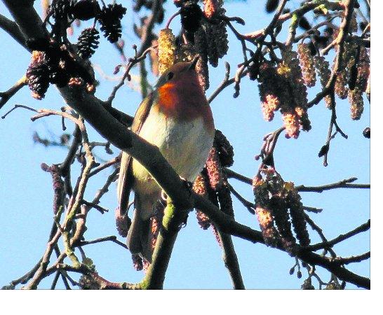 Pictures snapped by readers of the Swindon Advertiser.
A robin near Liden Lagoon
Picture: BAZ FISHER