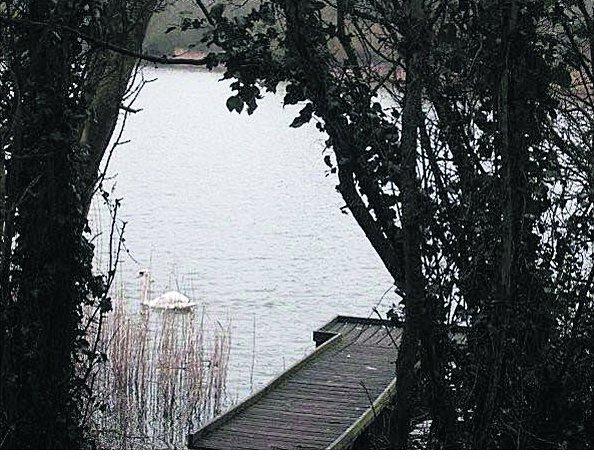 Pictures snapped by readers of the Swindon Advertiser.
Swans glide by at Coate Water, Swindon
Picture: Betty Young