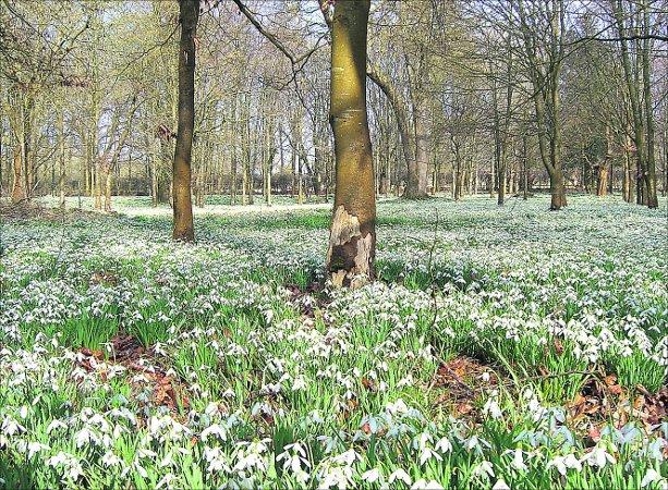 Pictures snapped by readers of the Swindon Advertiser.
Snowdrops at Welford Park
Picture: RACHAEL WILSON