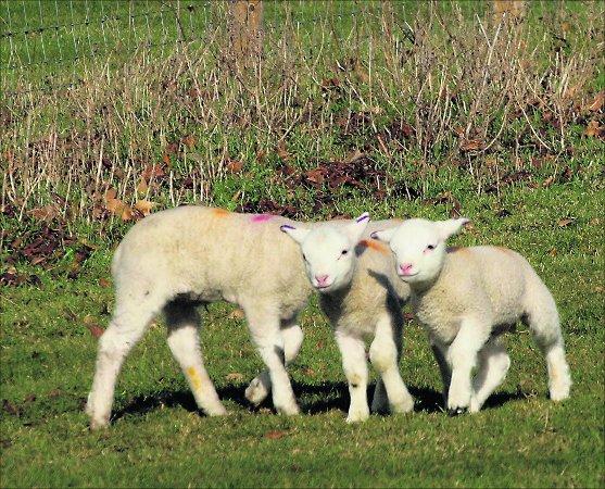 Pictures snapped by readers of the Swindon Advertiser.
Lambs at Stanton Park
Picture: GARRY WOOSTER 
