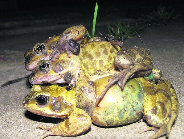 Pictures snapped by readers of the Swindon Advertiser.
Leapfrog goes wrong for this nocturnal trio
Picture: Jemma Hart