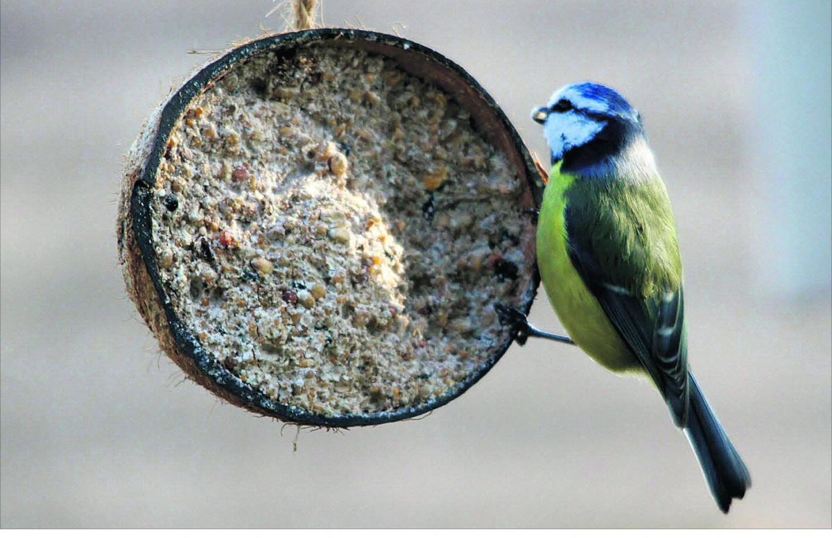 Pictures snapped by readers of the Swindon Advertiser.
Bluetit gets breakfast 
Picture: William Bryan