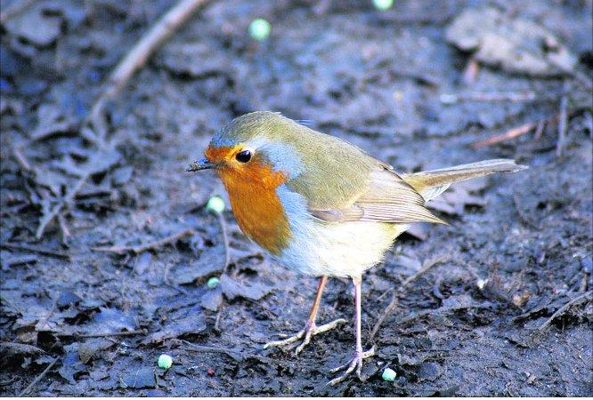 Pictures snapped by readers of the Swindon Advertiser. A robin pays a visit
Picture: Neil Herbert