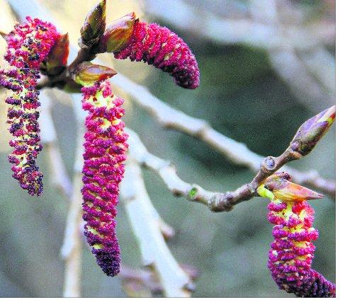 Pictures snapped by readers of the Swindon Advertiser.
Willows budding that look like caterpillars growing
Picture: KEVIN JOHN STARES